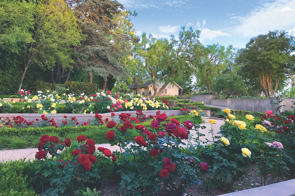 Orange County Rose Society Winter Pruning Event Richard Nixon