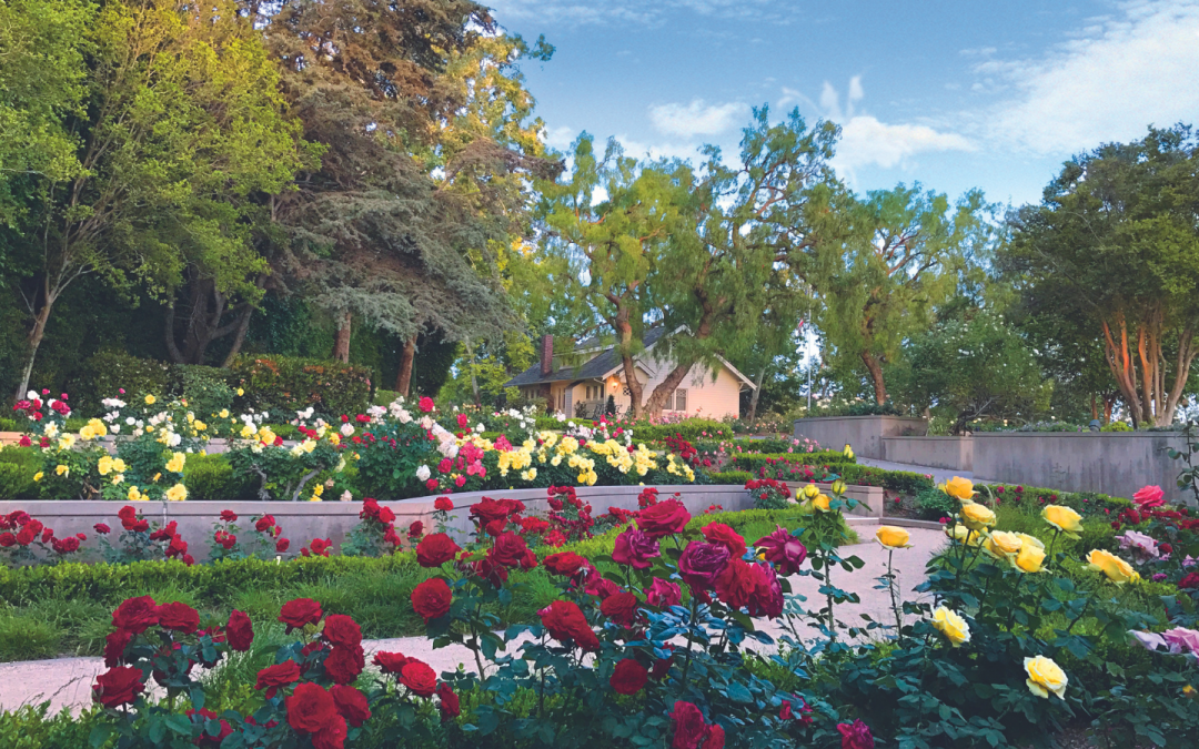 The Orange County Rose Society presents their 2021 Rose Show